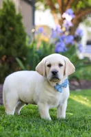 Benny, a male Labrador Retriever for sale in Dundee, OH – 7 of 7