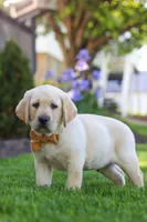 Buster, a male Labrador Retriever for sale in Dundee, OH – 6 of 10