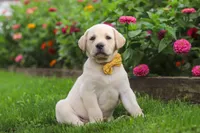 Buster, a male Labrador Retriever for sale in Dundee, OH – 2 of 10