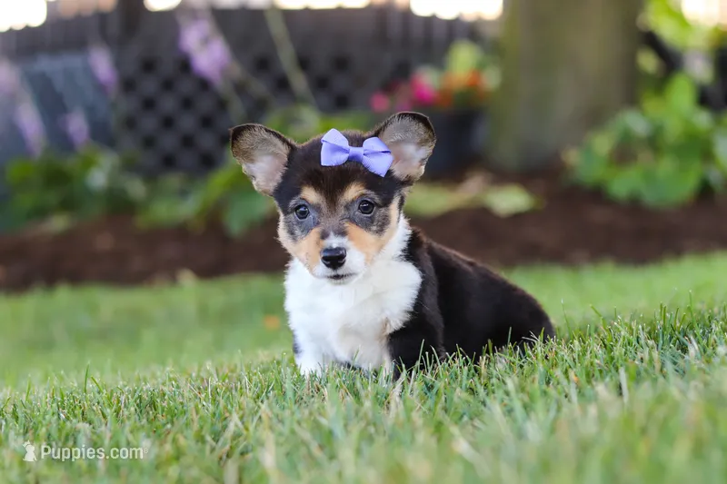Debbie – Pembroke Welsh Corgi puppy for sale in Dundee, OH