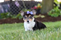 Debbie, a female Pembroke Welsh Corgi for sale in Dundee, OH – 1 of 8