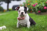 Sherry, a female Boston Terrier for sale in Dundee, OH – 3 of 6