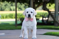 Kathy, a female Labrador Retriever for sale in Dundee, OH – 9 of 10