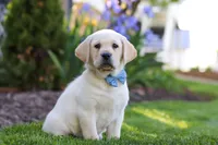Benny, a male Labrador Retriever for sale in Dundee, OH – 4 of 7