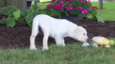 Brittany, a female Labrador Retriever for sale in Dundee, OH – 7 of 7