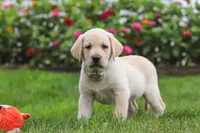 Bela, a female Labrador Retriever for sale in Dundee, OH – 3 of 7