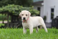 Betsy, a female Labrador Retriever for sale in Dundee, OH – 5 of 7