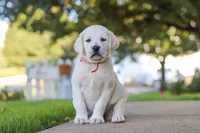 Sherry, a female Labrador Retriever for sale in Dundee, OH – 5 of 8