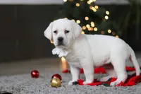 Brittany, a female Labrador Retriever for sale in Dundee, OH – Photo 7 of 10