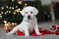 Brittany, a female Labrador Retriever for sale in Dundee, OH – Photo 8 of 10