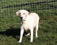 Brittany, a female Labrador Retriever for sale in Dundee, OH – Photo 10 of 10