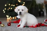 Brittany, a female Labrador Retriever for sale in Dundee, OH – Photo 5 of 10