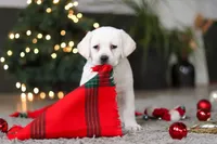 Brittany, a female Labrador Retriever for sale in Dundee, OH – Photo 2 of 10