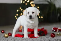 Brittany, a female Labrador Retriever for sale in Dundee, OH – Photo 4 of 10