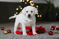 Brittany, a female Labrador Retriever for sale in Dundee, OH – Photo 6 of 10