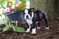 Missy, a female Boston Terrier for sale in Dundee, OH – 2 of 6