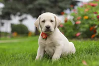 Beth, a female Labrador Retriever for sale in Dundee, OH – 5 of 7