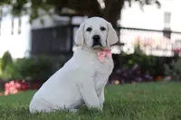 Sally, a female Labrador Retriever for sale in Dundee, OH – 2 of 6
