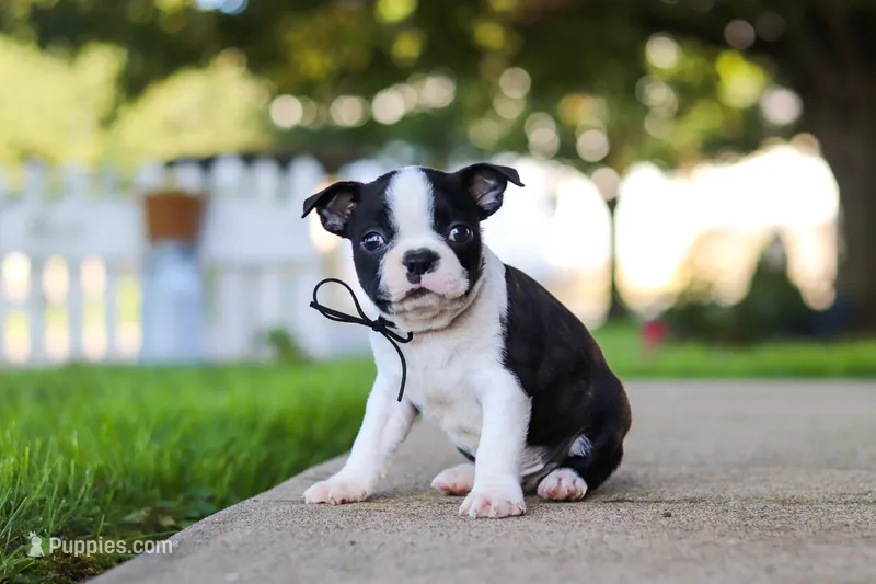 Seth – Boston Terrier puppy for sale in Dundee, OH
