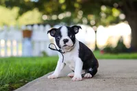 Seth, a male Boston Terrier for sale in Dundee, OH – 1 of 8