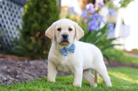 Benny, a male Labrador Retriever for sale in Dundee, OH – 3 of 7