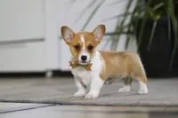 Fran, a female Pembroke Welsh Corgi for sale in Dundee, OH – Photo 2 of 5