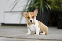 Fran, a female Pembroke Welsh Corgi for sale in Dundee, OH – Photo 5 of 5