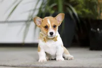 Fran, a female Pembroke Welsh Corgi for sale in Dundee, OH – Photo 3 of 5