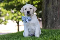 Bert, a male Labrador Retriever for sale in Dundee, OH – 3 of 7