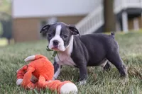 Bennie, a male Boston Terrier for sale in Dundee, OH – 3 of 10