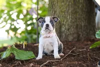 Mea, a female Boston Terrier for sale in Dundee, OH – 3 of 8