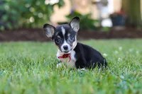 Diamond, a male Pembroke Welsh Corgi for sale in Dundee, OH – 8 of 10