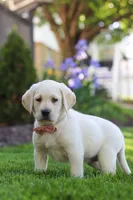 Bela, a female Labrador Retriever for sale in Dundee, OH – 6 of 8