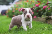 Sonny, a male Boston Terrier for sale in Dundee, OH – 5 of 6