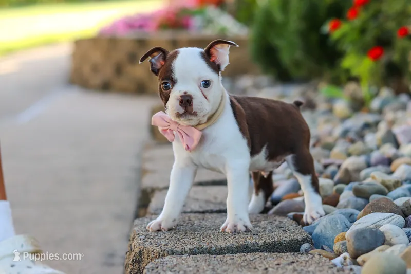 Sammy – Boston Terrier puppy for sale in Dundee, OH