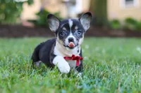 Diamond, a male Pembroke Welsh Corgi for sale in Dundee, OH – 4 of 10