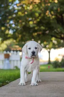 Sherry, a female Labrador Retriever for sale in Dundee, OH – 7 of 8