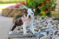 Sammy, a female Boston Terrier for sale in Dundee, OH – 9 of 10