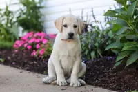 Betsy, a female Labrador Retriever for sale in Dundee, OH – 1 of 6