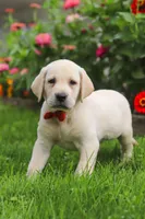 Bobby, a male Labrador Retriever for sale in Dundee, OH – 4 of 7