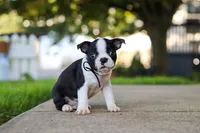 Seth, a male Boston Terrier for sale in Dundee, OH – 5 of 8