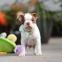 Shawn, a male Boston Terrier for sale in Dundee, OH – Photo 1 of 6