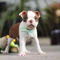 Shawn, a male Boston Terrier for sale in Dundee, OH – Photo 5 of 6