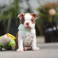 Shawn, a male Boston Terrier for sale in Dundee, OH – Photo 2 of 6