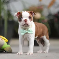 Shawn, a male Boston Terrier for sale in Dundee, OH – Photo 6 of 6