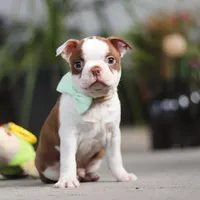 Shawn, a male Boston Terrier for sale in Dundee, OH – Photo 4 of 6