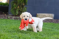 Buster, a male Labrador Retriever for sale in Dundee, OH – 7 of 10