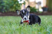 Diamond, a male Pembroke Welsh Corgi for sale in Dundee, OH – 9 of 10