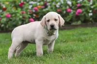 Bela, a female Labrador Retriever for sale in Dundee, OH – 2 of 7