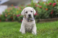 Breanna, a female Labrador Retriever for sale in Dundee, OH – 3 of 7